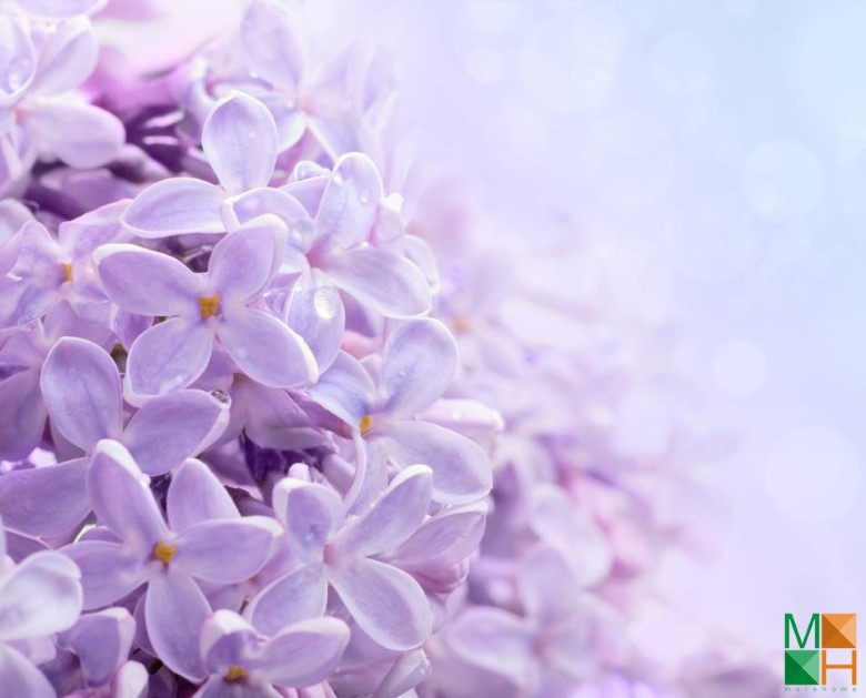 Tranh dán tường trang trí phòng ngủ FW - 074